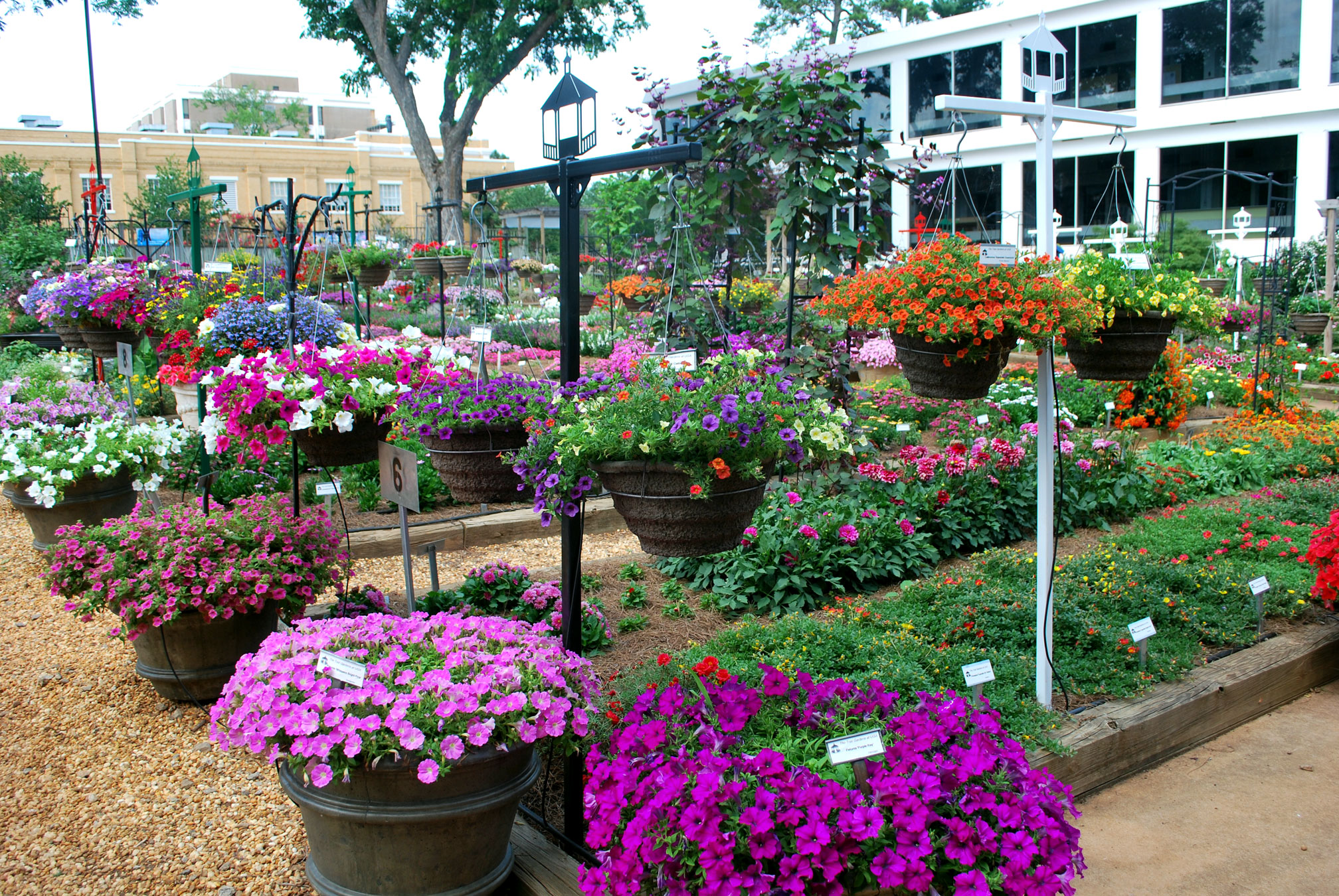 The Trial Gardens at UGA to host 30th annual open house July 14 UGA Today