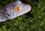 Tokay geckos can be health concern for pet owners
