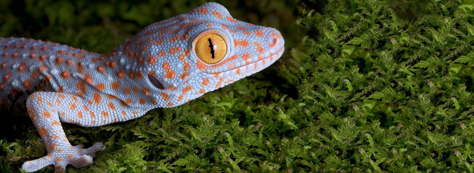 Tokay geckos can be health concern for pet owners