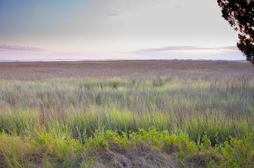 UGA Sapelo marsh grass-h
