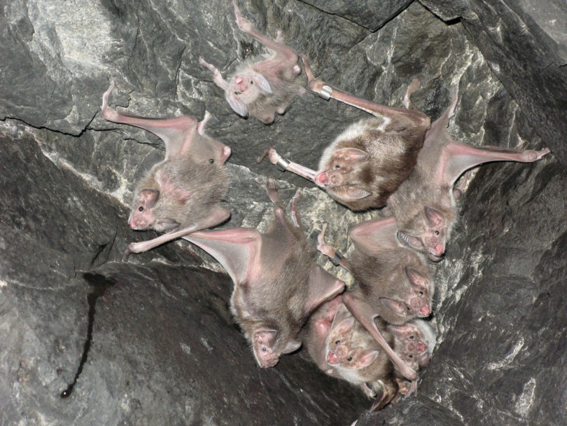 Vampire bat colony