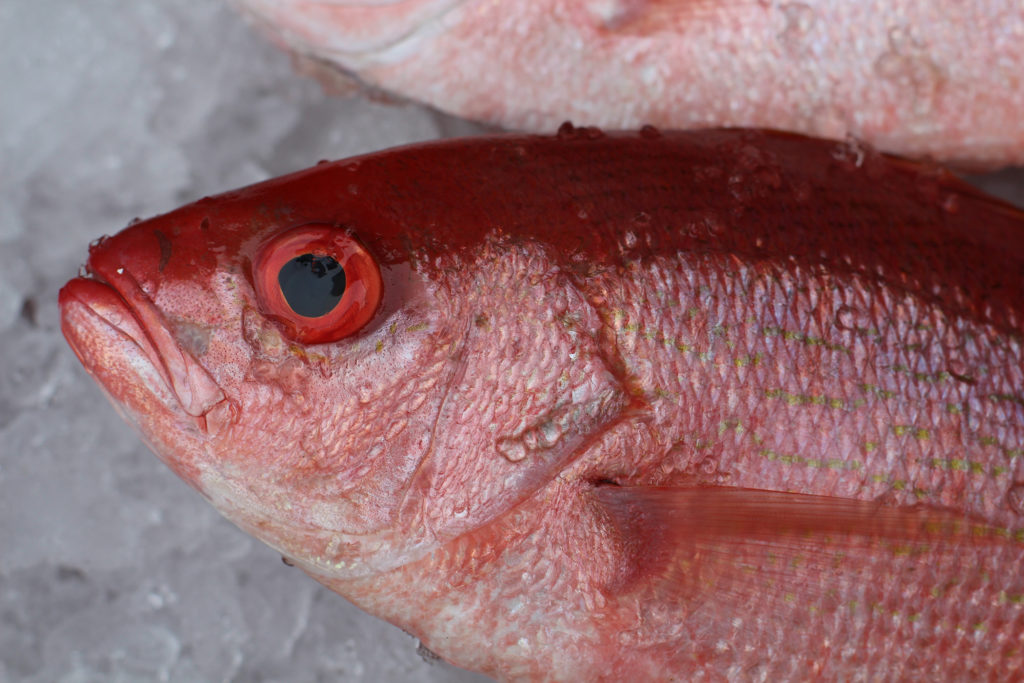 Seafood directory red snapper-h