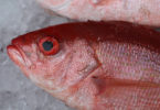 Seafood directory red snapper-h
