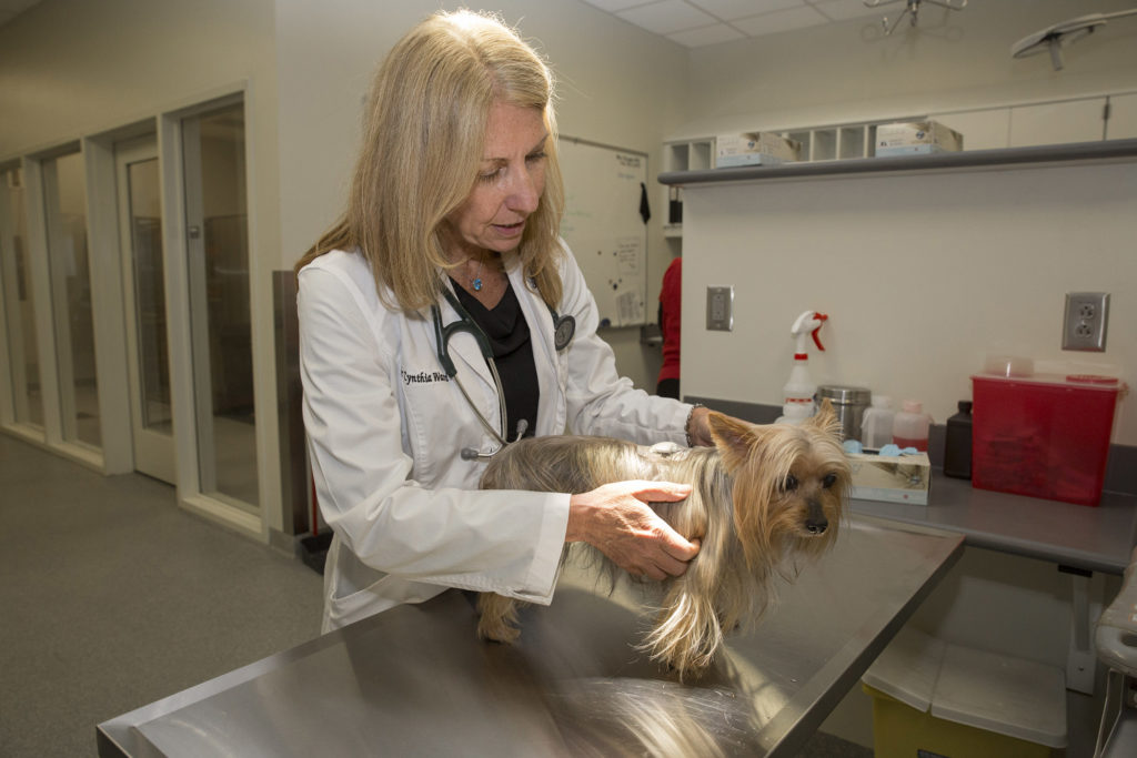 Veterinary Medical Center marks two-year anniversary of ...
