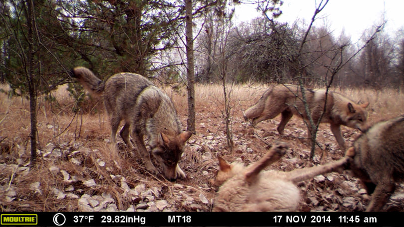 Beasley Chernobyl Exclusion Zone wolf pack-h.photo