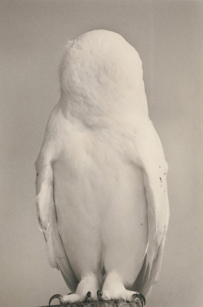 GMOA Masao Yamamoto snowy owl-v