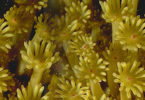 Algae may help corals survive