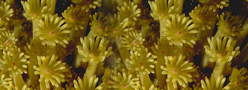 Algae may help corals survive