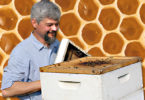 Sweet as honey: the solution to honeybee decline