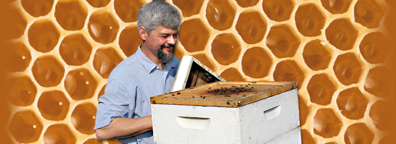 Sweet as honey: the solution to honeybee decline