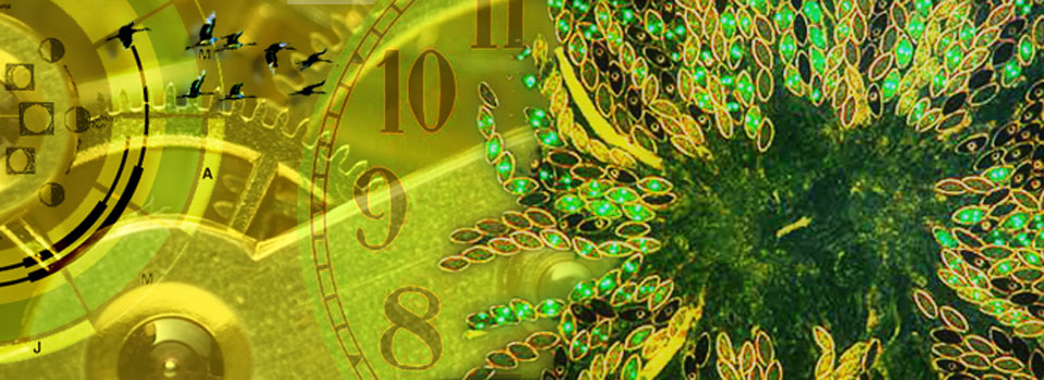 Tick tock goes the biological clock