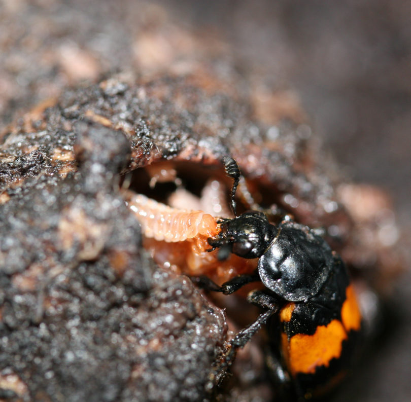 Burying beetle Allen Moore 2015-h.photo