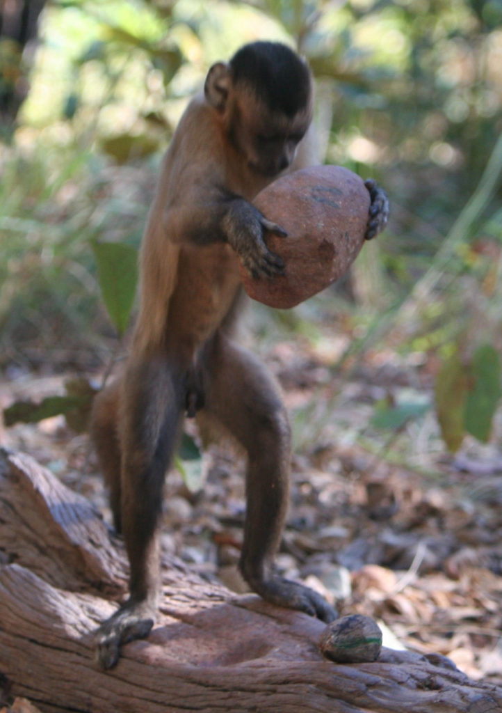 Capuchin monkey research 2013 monkey-v.action