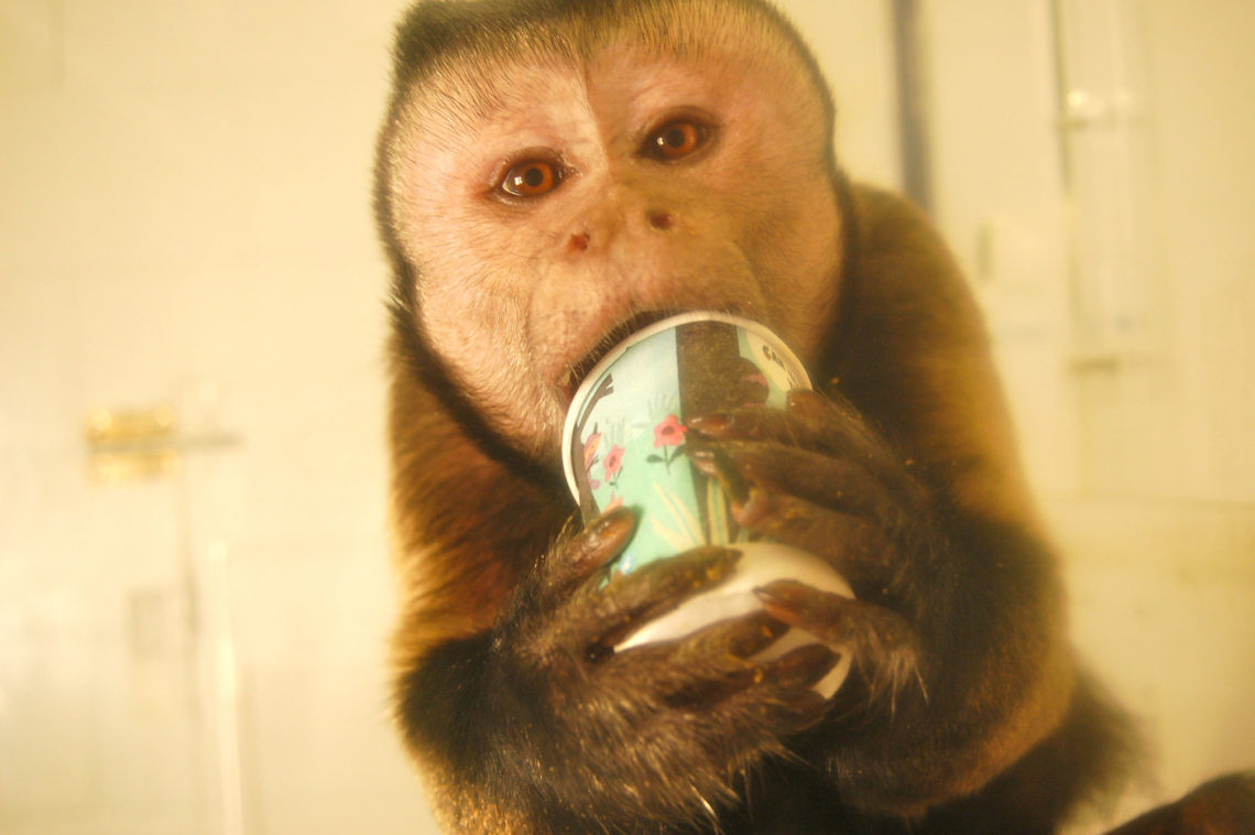 UGA’s capuchin monkeys retiring to Florida’s Jungle Friends in 2014