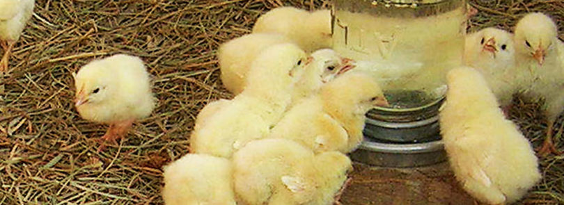 Antibiotic resistance in poultry