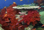 Shallow-water corals more resistant to bleaching
