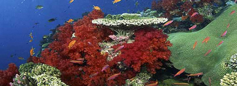 Shallow-water corals more resistant to bleaching