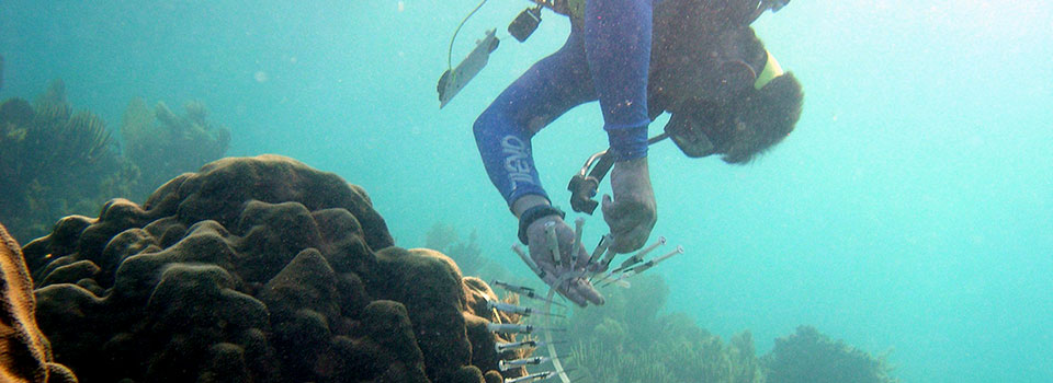 Coral research helps paint an ecological picture