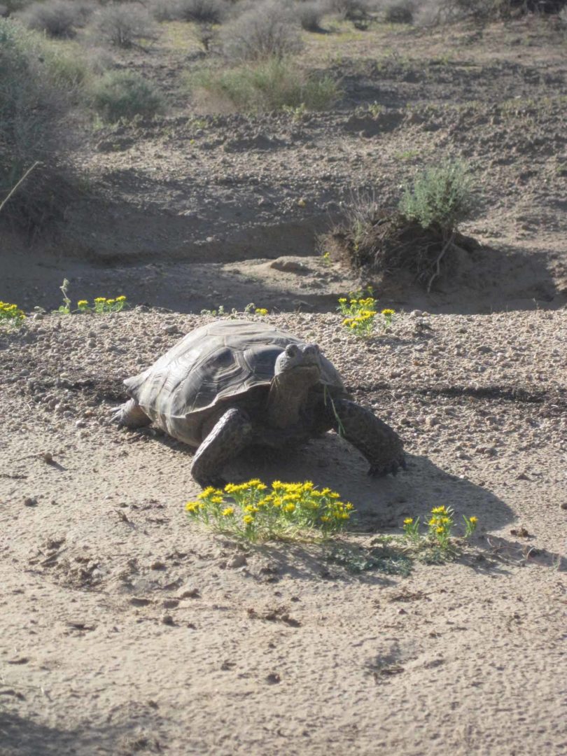 Desert Tortoise-v