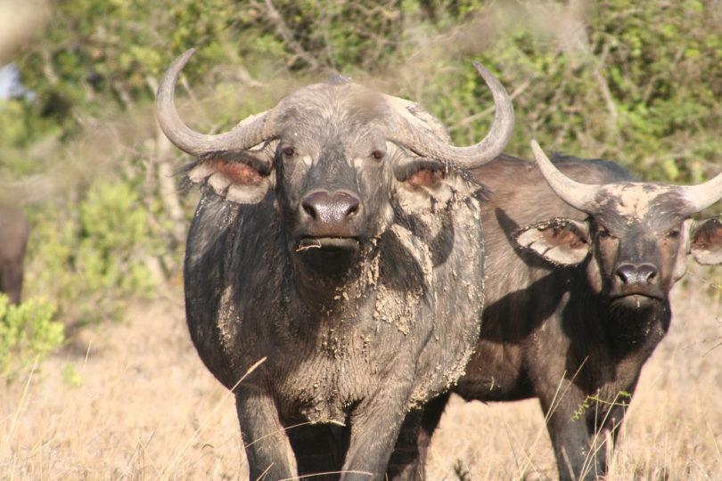 Ezenwa buffalo research female buffalo with juvenile-h.photo