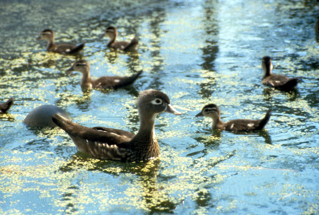 Wood duck with ducklings-h.photo