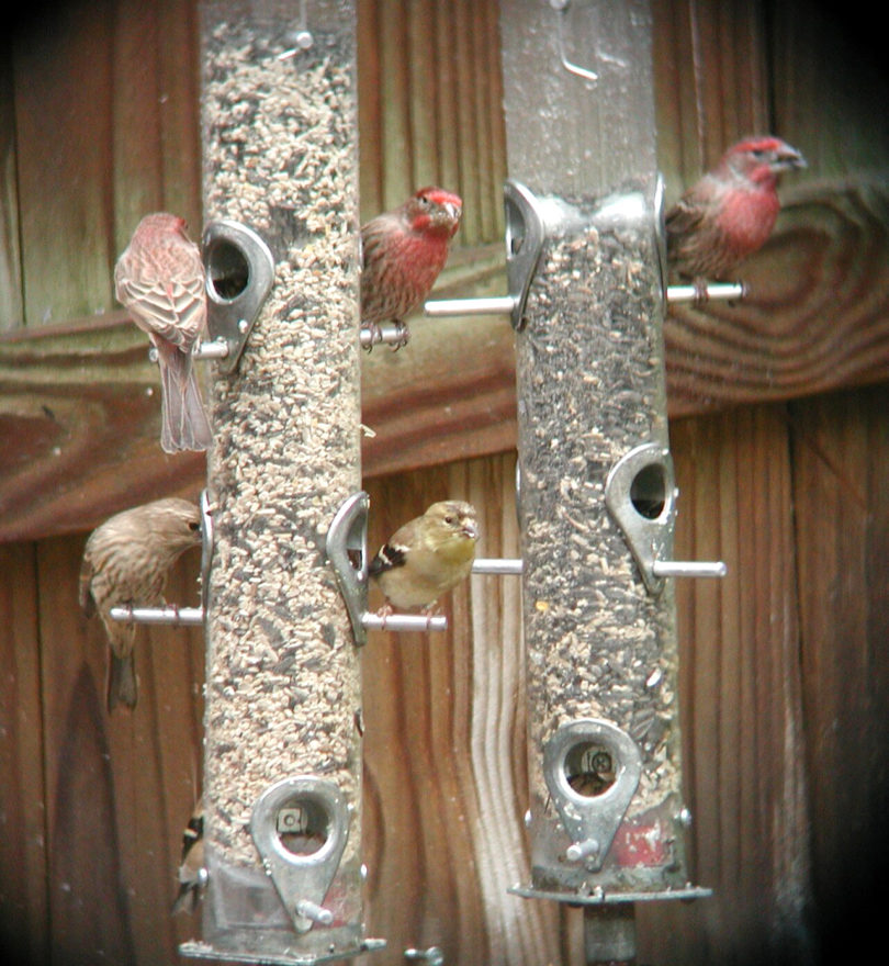 Wildlife feeding house finches at birdfeeder-v.photo