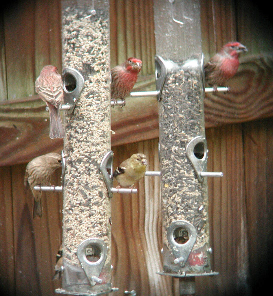 Wildlife feeding house finches at birdfeeder-v.photo