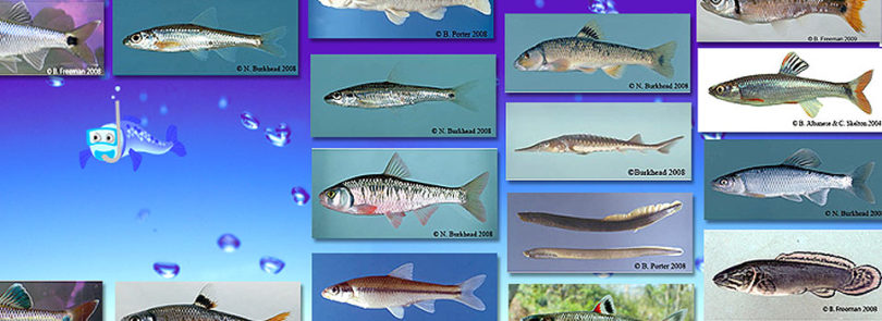 Georgia freshwater fish