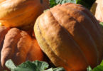 UGA pumpkin variety grows well for Georgia farmers