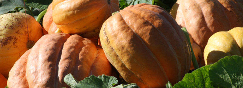 UGA pumpkin variety grows well for Georgia farmers