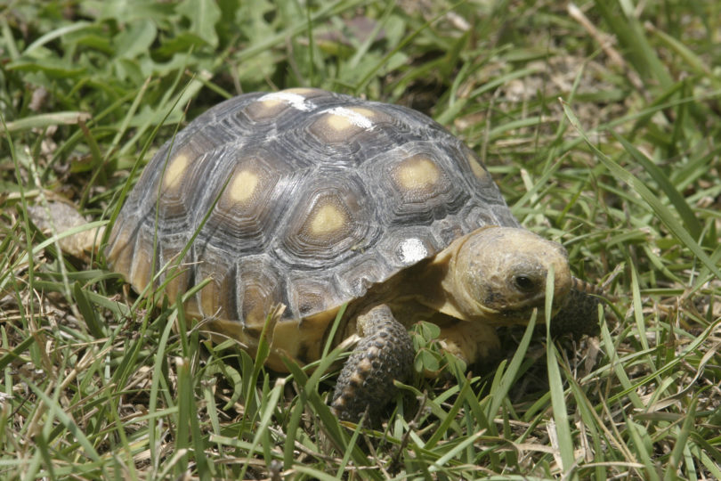 Gopher tortoise in grass SREL-h.photo