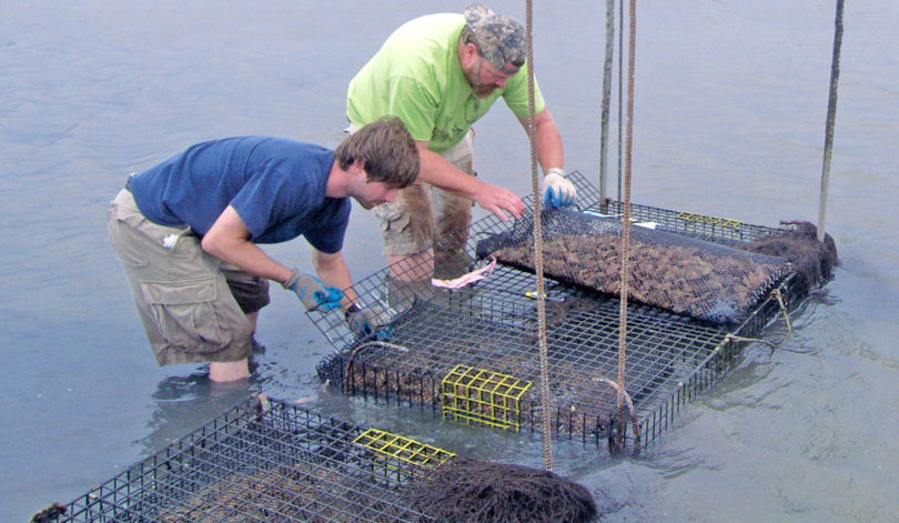 Oyster Hatchery Skidaway h. workers