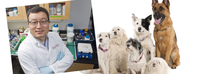 Dogs: Best friends in vaccine research