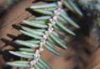 Hemlock Woolly Adelgid insect-h.closeup