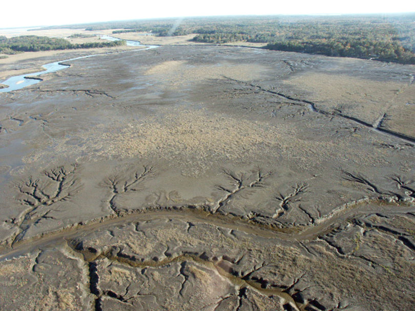 Sea Grant Marsh dieback 2002 Jericho River-h.env