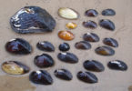 Purple bankclimber mussel top left-h.env