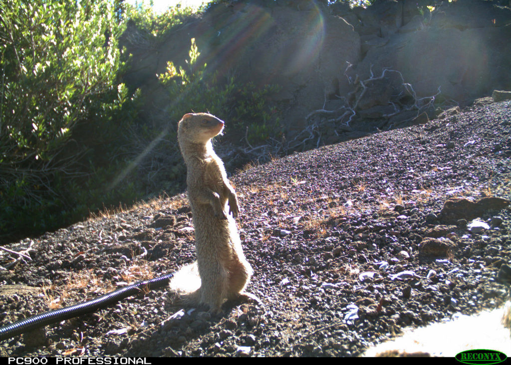 Mongoose invasive species SREL-h