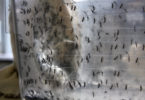 Mosquitoes in Mark Brown’s lab-h.photo