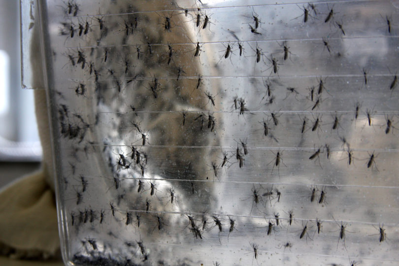 Mosquitoes in Mark Brown’s lab-h.photo