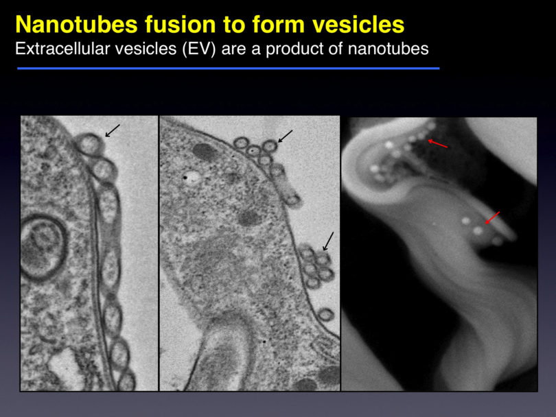 Nanotube fusion to form vesicles Hajduk