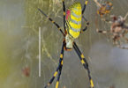 female Joro spider-v.photo