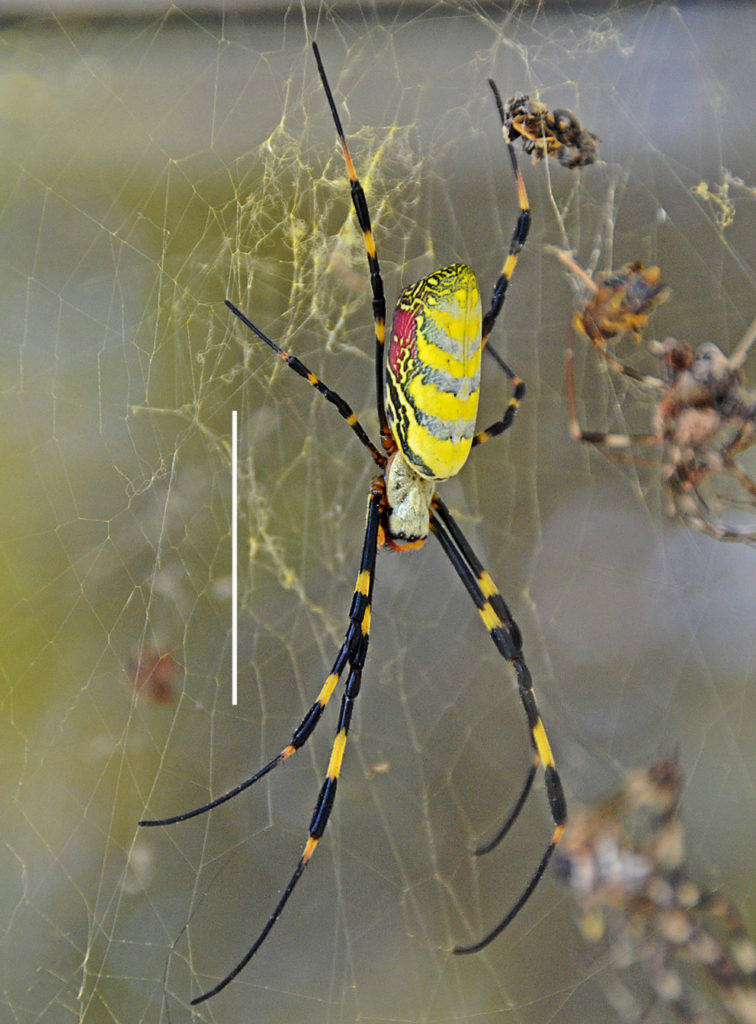 female Joro spider-v.photo