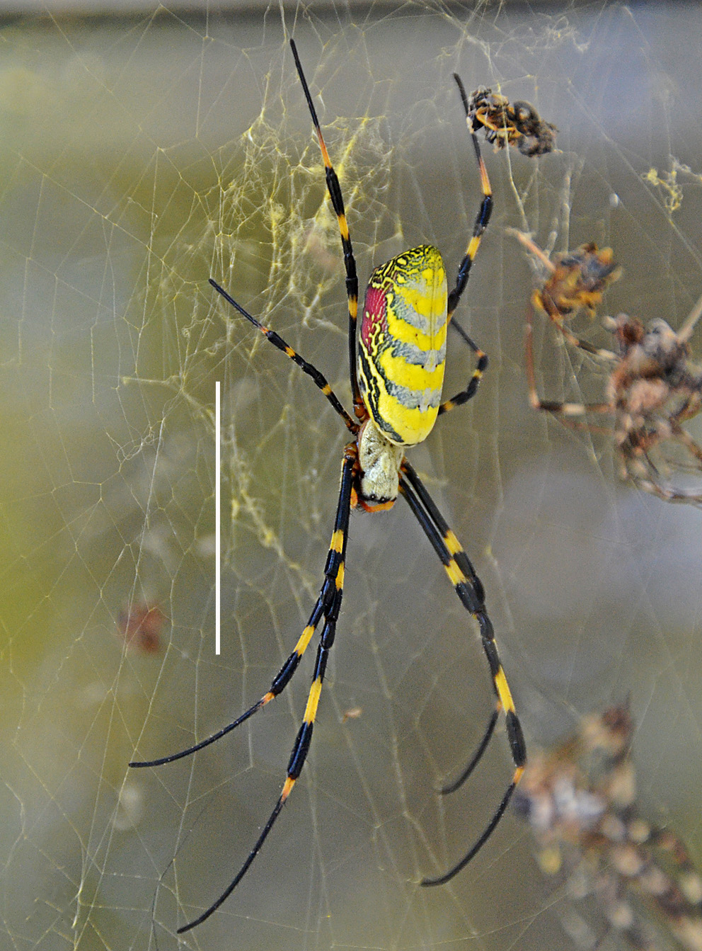 Joro spiders in Georgia | UGA says here to stay | 11alive.com