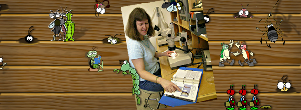 UGA expert helps homeowners identify insects