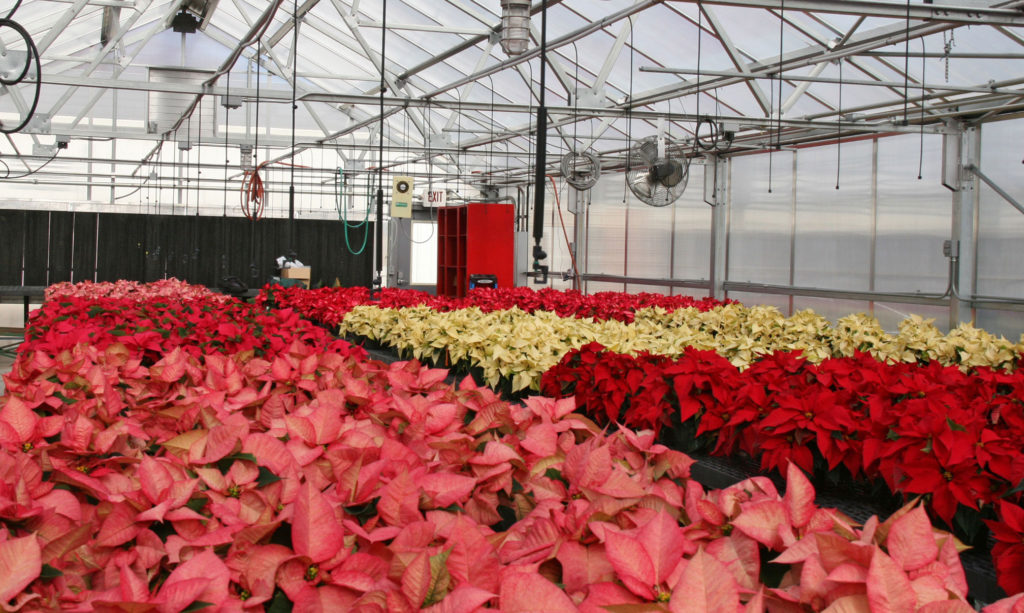 Poinsettia Sale - Warehouse