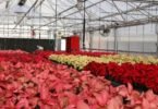 Poinsettia Sale - Warehouse