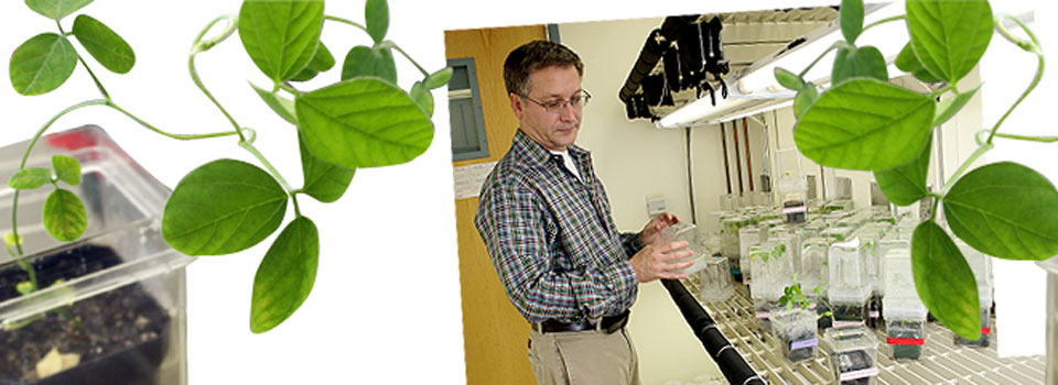 Soybean grant gives researchers tools to unravel better bean