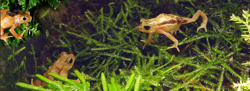 Scientists bring toads back from the brink