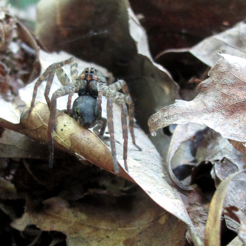 Stiltgrass wolf spider eating toad 2014-h.photo
