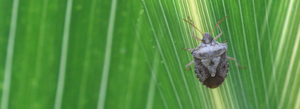 UGA researcher sleuths stink bug’s on-farm travels